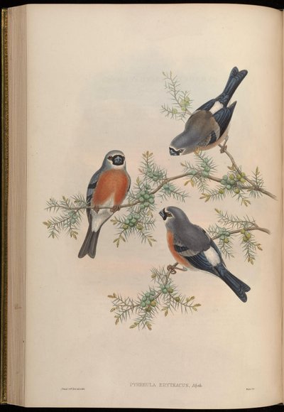 Pyrrhula erithacus by John Gould